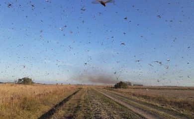 Nuvem de gafanhotos vista da cidade argentina Córdoba: insetos voam em direção à fronteira brasileira (Governo de Córdoba/Divulgação) 