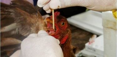 Veterinária explica as doenças mais comuns em aves