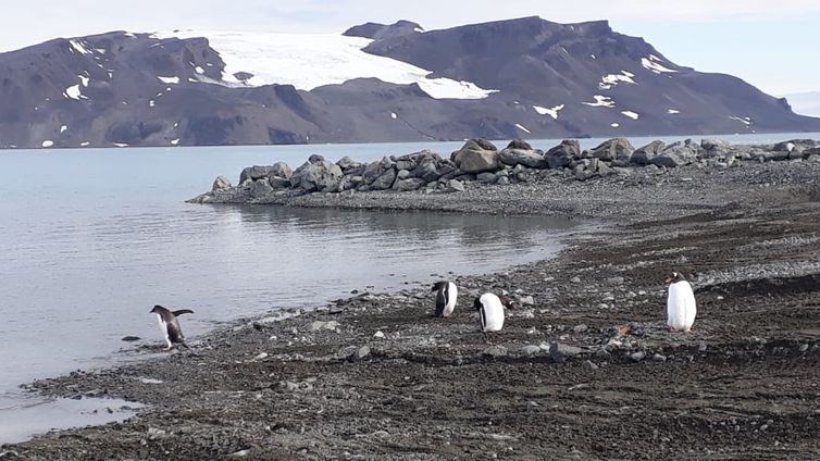 Estação Comandante Ferraz, base de pesquisa do Brasil na Antártica