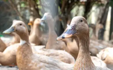 The large group of healthy brown ducks in a domestic farm for the agriculture concept.