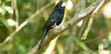 Transações comerciais internacionais da fauna e flora brasileira terão mudanças a partir de março