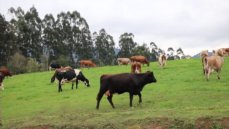 Agro Nacional - vacas da raça Montebeliard