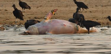 Botos morrem com a seca dos rios na Amazônia