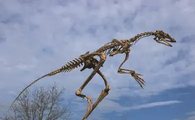 Descoberta de fóssil precursor dos pterossauros. Reconstrução do esqueleto do Venetoraptor Gassenae. Foto: Rodrigo Temp Müller