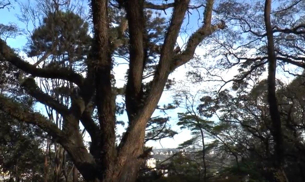 Árvore Tipuana em São Paulo