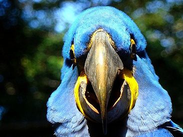 Arara azul, pássaro