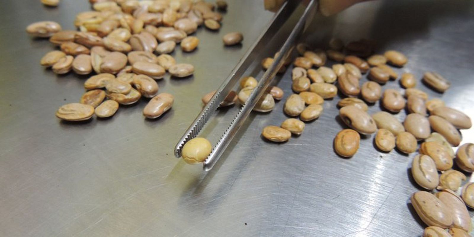 Fiscais apreendem arroz, feijão, café e azeite com irregularidades 3 Fiscais apreendem arroz, feijão, café e azeite com irregularidades