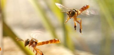 Projeto pretende usar abelhas sem ferrão para avaliar as condições ambientais do lugar