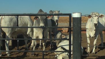 Agro Nacional - Feiras Agropecuárias gado de confinamento