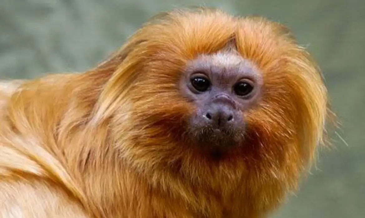 A campanha pelo mico-leão-dourado foi uma das 27 moções aprovadas no CBUC, considerado o maior evento da América Latina sobre meio ambiente e áreas protegidas