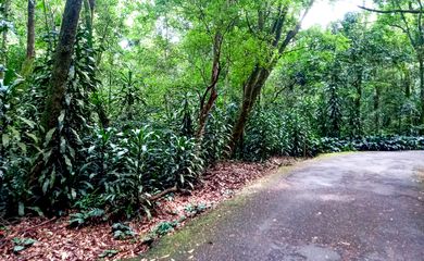 Rio de Janeiro (RJ), 19/03/2023 - Espécie africana, a  dracena (Dracaena fragrans) está disseminada pelo Parque Nacional da Tijuca. Foto:Vitor Abdala/Agência Brasil