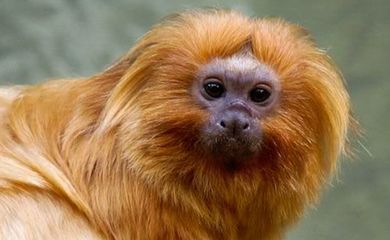 A campanha pelo mico-leão-dourado foi uma das 27 moções aprovadas no CBUC, considerado o maior evento da América Latina sobre meio ambiente e áreas protegidas