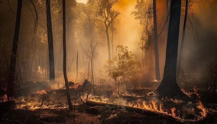 Queimadas: Amazônia foi região mais atingida pelo fogo neste ano