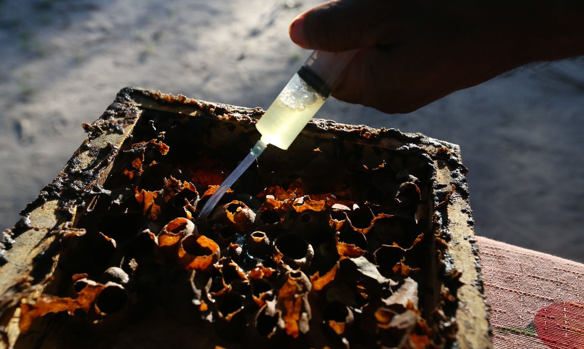 Cultivo de abelhas em comunidade