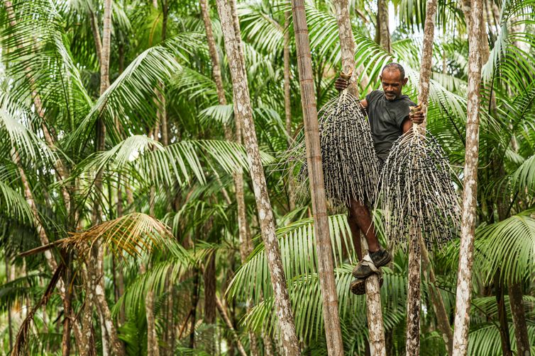 Salvaterra (PA), 09/10/2025 - Valter dos Santos Barbosa, conhecido como Coroa, é um dos trabalhadores que fazem a colheita de açaí plantado em sistema de agrofloresta. Foto: Marcelo Camargo/Agência Brasil