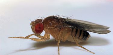 Mosca da Fruta - família Drosophilidae