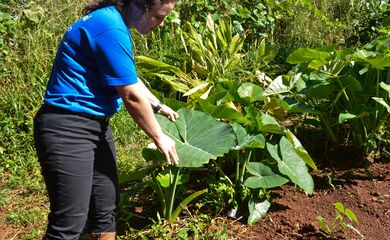 A produtora rural Silvia Pinheiro adotou o sistema agroflorestas em sua propriedade, e, segundo Silvia, a biodiversidade é tão grande que evita muitas pragas e dá mais saúde para os vegetais (Antonio Cruz/Agência Brasil)