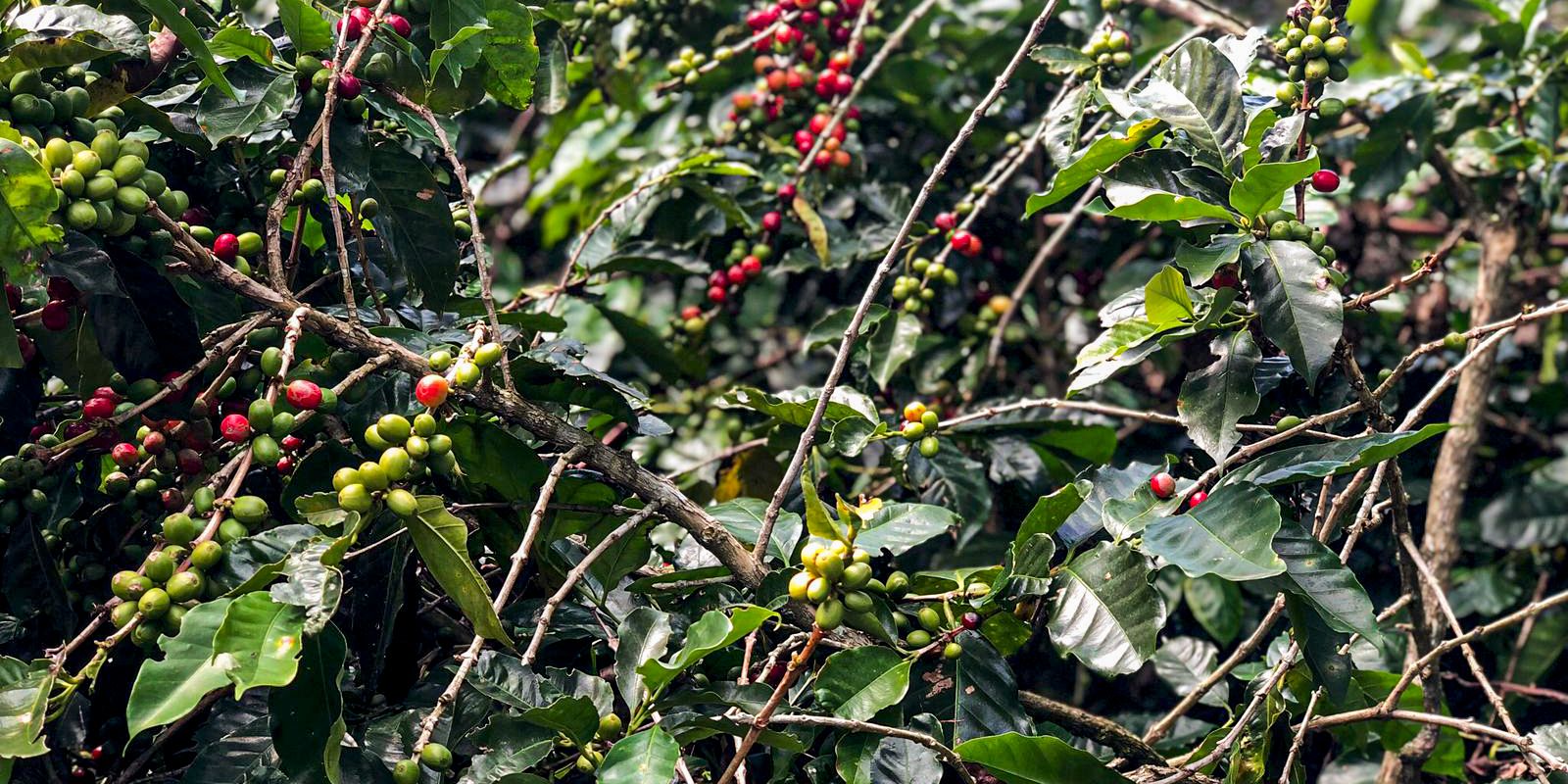 Embrapa comprova que cafeicultura em Rondônia não desmata floresta