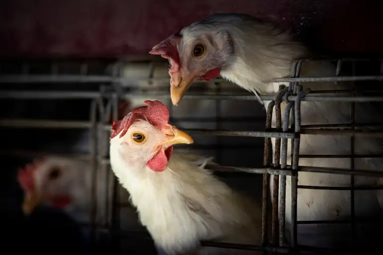 FILE PHOTO: Chickens sit in cages at a farm, as Argentina's government adopts new measures to prevent the spread of bird flu and limit potential damage to exports as cases rise in the region, in Buenos Aires, Argentina February 22, 2023. Reuters/Mariana Nedelcu/Proibida reprodução