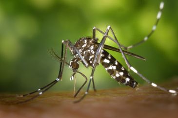 Dengue, zika e chikungunya são transmitidas pelo mesmo mosquito