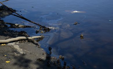 Derramamento de óleo pela Petrobras na Baía de Guanabara no último sábado (8) atinge o Parque Natural Municipal Barão de Mauá, em Magé (RJ). 