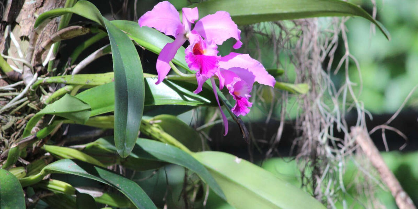 Orquídea ‘Rainha do Sertão’ é oficialmente reconhecida como símbolo do Ceará