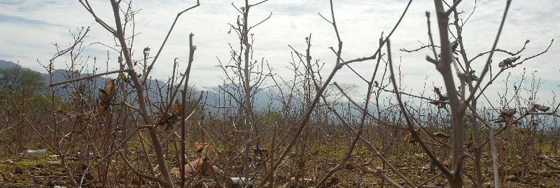 Plantação de algodão em Bicas, na zona rural de Monte Azul (MG), prejudicada por causa da seca