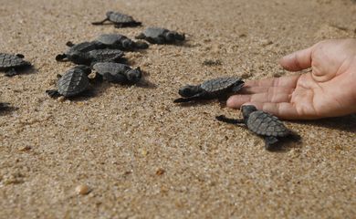  Soltura de filhotes de tartarugas  monitorados pelo Projeto Tamar