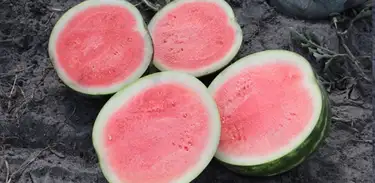 Melancia pingo doce, mais leve e com menos sementes