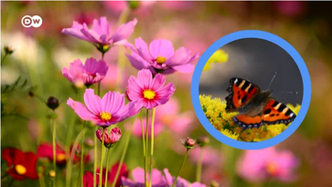Além das abelhas, besouros, borboletas, formigas e moscas são insetos polinizadores