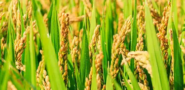 Consórcio de bactérias capaz de promover a fixação do nitrogênio, pode aumentar até 30% da produtividade do arroz