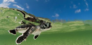 As Estações do Nosso Planeta: bebê tartaruga nadando na água rasa