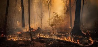 Com a seca prolongada, foram 15 milhões a mais de queimadas neste ano de 2024