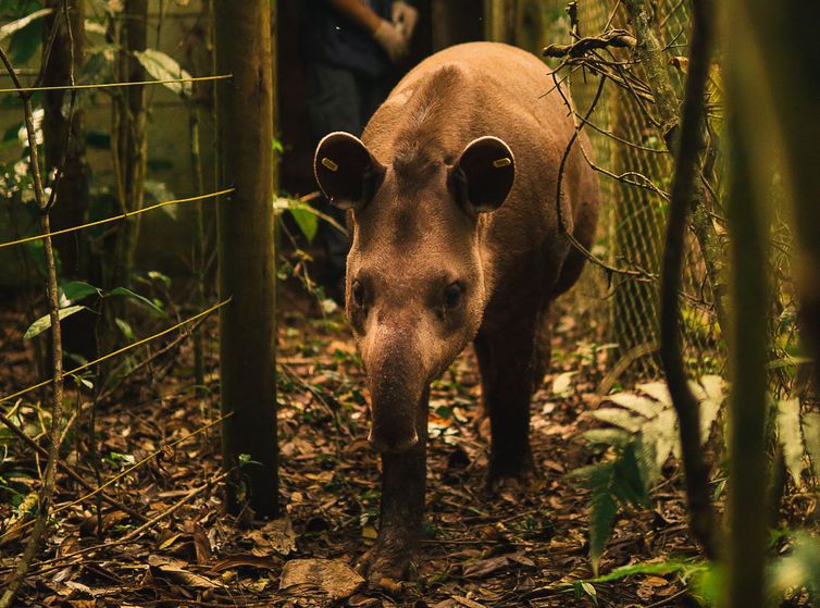 Anta Jasmim é solta na Reserva Ecológica de Guapiaçu para preservação da espécie