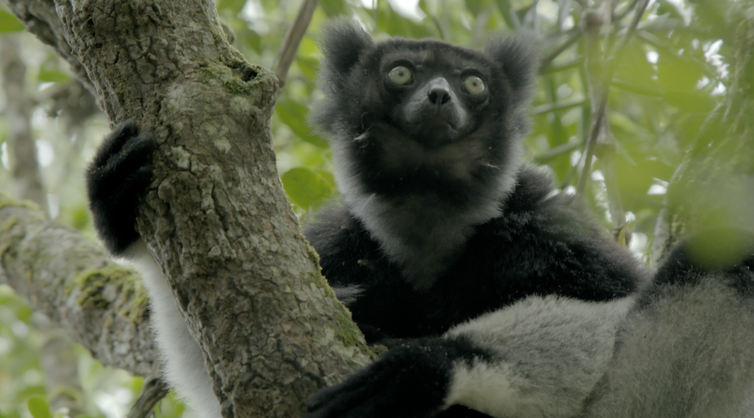 A Incrível Madagascar descobre o ecossistema de lêmures sifaka, ameaçados de extinção