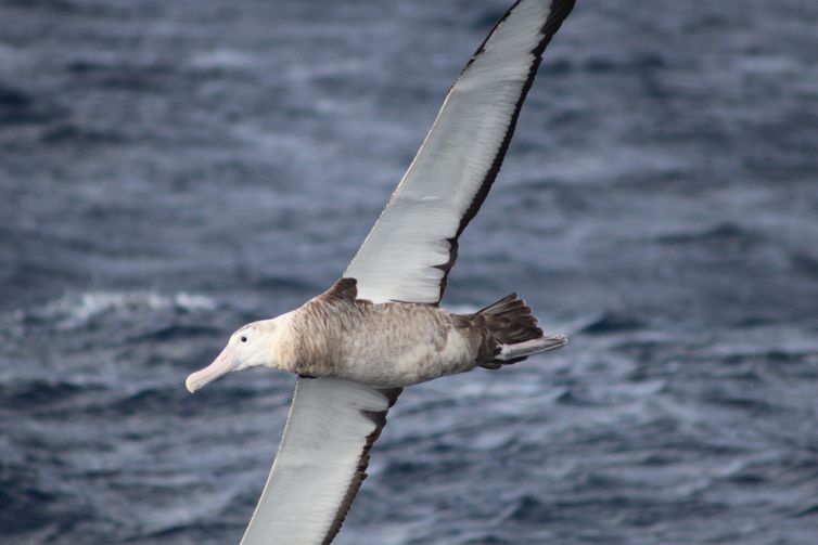 albatroz de Tristão