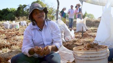 Sebastiana Fortunato, trabalhadora rural, aprendeu com a mãe a trabalhar com o açafrão
