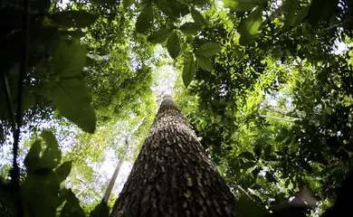 floresta Amazônica