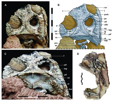 Encontrado fóssil de Coronelsuchus Civali