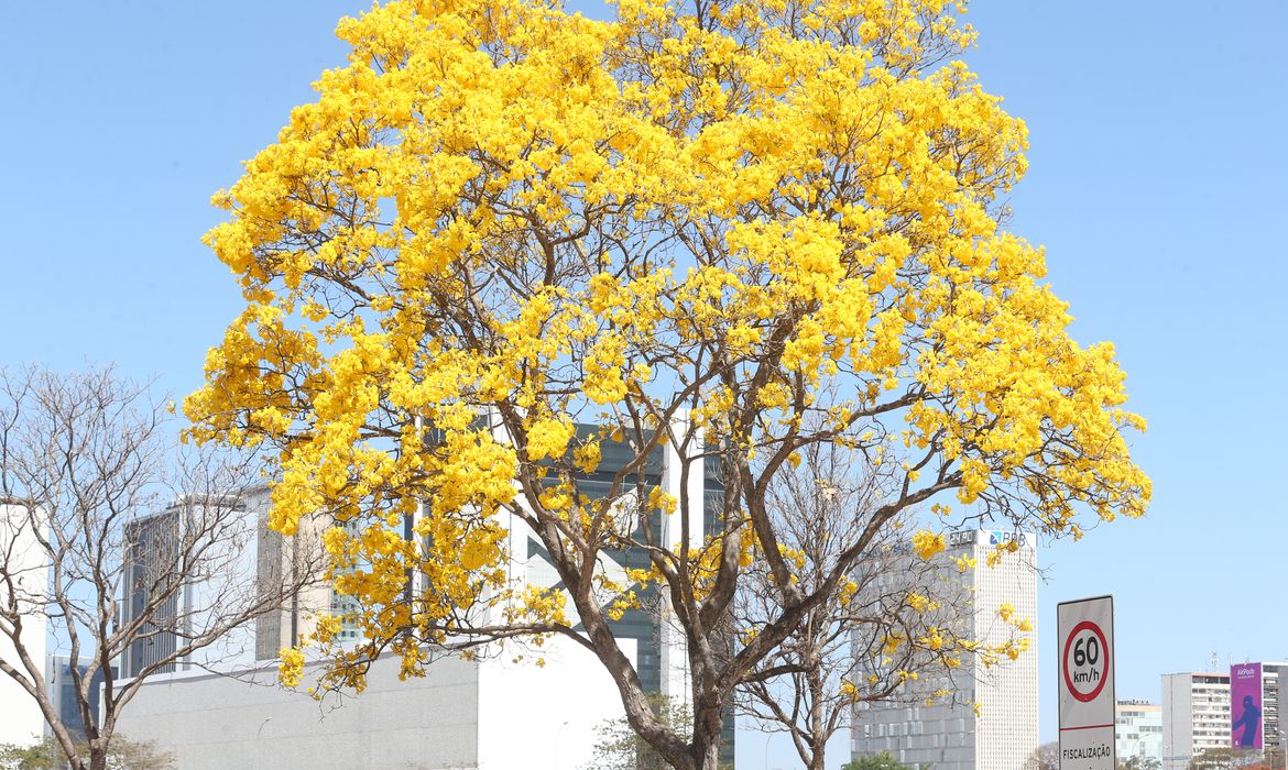 Floração de ipês-amarelos deixa ruas de Brasília mais coloridas nesta época do ano