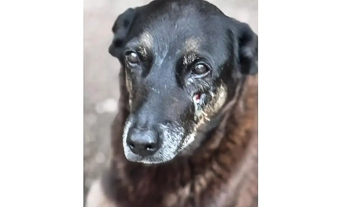 28.01.2026 - Cão Orelha, morto por adolescentes em SC. Foto: Polícia Civil de Santa Catarina