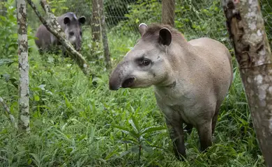 Rio de Janeiro (RJ) -  Soltura de antas do Projeto Guapiaçu - Refauna, REGUA, Rio de Janeiro, Brasil - Antas Jeriva e Juçara. Foto: Vitor Marigo