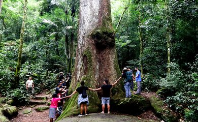 28/03/2023 - Jequitibá-rosa(Cariniana legalis), árvore nativa do Brasil, no Parque Estadual dos Três Picos, Região Serrana do Rio de Janeiro. Foto: Tânia Rêgo/Agência Brasill