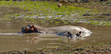 Episódio de estreia de "Vale Indomado" visita santuário dos hipopótamos na África