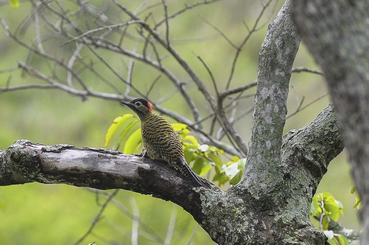 COP15 de Espécies Migratórias Silvestres será no Brasil em 2026 | Agência  Brasil