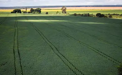 Colheita de soja, grãos de soja