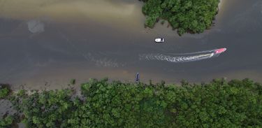 Manguezal na Baía de Paranaguá, área da Grande Reserva da Mata Atlêntica