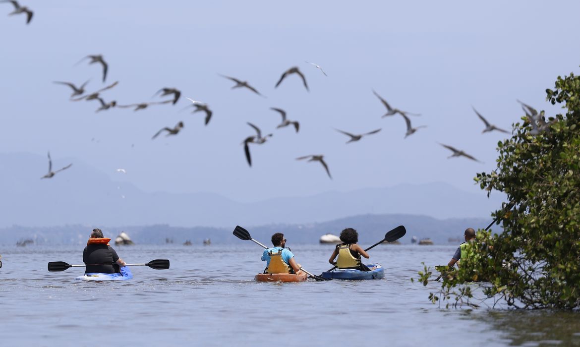Magé (RJ), 15/10/2024 - Atividade de ecoturismo no manguezal da Piedade, banhado pelo Rio Majé, que desagua na Baía de Guanabara. Foto: Fernando Frazão/Agência Brasil