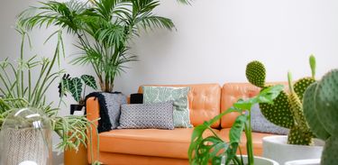 Sala de estar com plantas