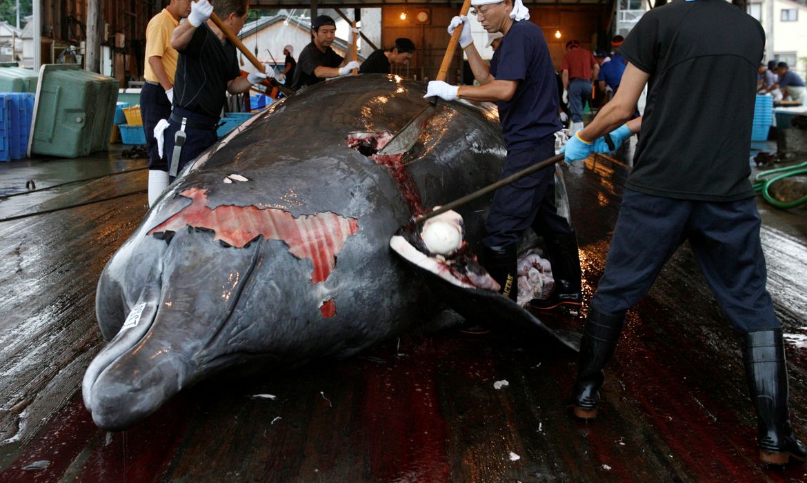 FILE PHOTO: Workers butcher a Baird's Beaked whale at Wada port in Minamiboso, southeast of Tokyo, June 28, 2008. REUTERS/Toru Hanai/File Photo